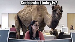 hump-day-camel-gif