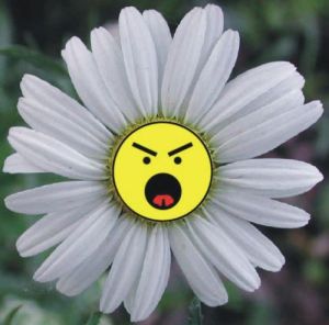 Is this a wlid flower, or is it just angry?